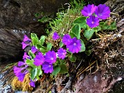 60 Primula hirsuta (Primula irsuta)